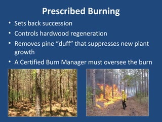 Prescribed Burning
• Sets back succession
• Controls hardwood regeneration
• Removes pine “duff” that suppresses new plant
growth
• A Certified Burn Manager must oversee the burn
 