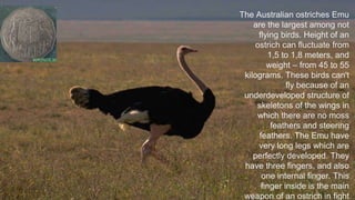 The Australian ostriches Emu
are the largest among not
flying birds. Height of an
ostrich can fluctuate from
1,5 to 1,8 meters, and
weight – from 45 to 55
kilograms. These birds can't
fly because of an
underdeveloped structure of
skeletons of the wings in
which there are no moss
feathers and steering
feathers. The Emu have
very long legs which are
perfectly developed. They
have three fingers, and also
one internal finger. This
finger inside is the main
weapon of an ostrich in fight
 