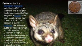 Оpossum is a tiny
Australian marsupial
weighing just 7-11 g for
the male, and 8-16 g for
the female—about half the
weight of a mouse. Their
body length ranges from
6.5 cm to 9 cm..The
possum is mainly
nocturnal, but will come
out to feed during daylight
in cooler weather.
Generally, though, it
spends the days asleep in
a shelter of convenience:
a rock cranny, a tree
cavity, the hollow inside of
a grass tree, or an
 