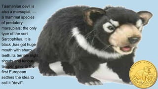 Tasmanian devil is
also a marsupial, —
a mammal species
of predatory
marsupials; the only
type of the sort
Sarcophilus. It is
black ,has got huge
mouth with sharp
teeth.Its terrible night
shouts and furious
temper gave to the
first European
settlers the idea to
call it "devil".
 