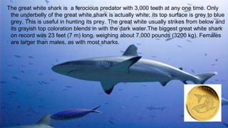 The great white shark is a ferocious predator with 3,000 teeth at any one time. Only
the underbelly of the great white shark is actually white; its top surface is grey to blue
grey. This is useful in hunting its prey. The great white usually strikes from below and
its grayish top coloration blends in with the dark water.The biggest great white shark
on record was 23 feet (7 m) long, weighing about 7,000 pounds (3200 kg). Females
are larger than males, as with most sharks.
 