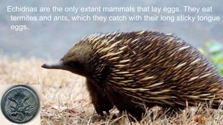 Echidnas are the only extant mammals that lay eggs. They eat
termites and ants, which they catch with their long sticky tongue
eggs.
 