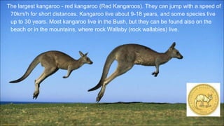 The largest kangaroo - red kangaroo (Red Kangaroos). They can jump with a speed of
70km/h for short distances. Kangaroo live about 9-18 years, and some species live
up to 30 years. Most kangaroo live in the Bush, but they can be found also on the
beach or in the mountains, where rock Wallaby (rock wallabies) live.
 