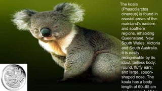 The koala
(Phascolarctos
cinereus) is found in
coastal areas of the
mainland's eastern
and southern
regions, inhabiting
Queensland, New
South Wales, Victoria
and South Australia.
It is easily
recognisable by its
stout, tailless body;
round, fluffy ears;
and large, spoon-
shaped nose. The
koala has a body
length of 60–85 cm
 