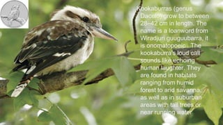 Kookaburras (genus
Dacelo) grow to between
28–42 cm in length. The
name is a loanword from
Wiradjuri guuguubarra, it
is onomatopoeic . The
kookaburra's loud call
sounds like echoing
human laughter. They
are found in habitats
ranging from humid
forest to arid savanna,
as well as in suburban
areas with tall trees or
near running water
 