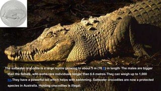 The saltwater crocodile is a large reptile growing to about 5 m (16 ft) in length. The males are bigger
than the female, with some rare individuals longer than 6.6 metres.They can weigh up to 1,000
kg.They have a powerful tail which helps with swimming. Saltwater crocodiles are now a protected
species in Australia. Hunting crocodiles is illegal.
 