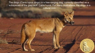 The dingo (Canis lupus dingo) is a free-ranging dog, currently classified as a
subspecies of the grey wolf, Canis lupus. For many Australians, the dingo is a
cultural icon.
 