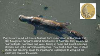 Platypus are found in Eastern Australia from Queensland to Tasmania. They
also brought on Kangaroo island, South coast of Australia. They usually live
near wetlands, riverbanks and lakes, feeling at home and in cool mountain
streams, and in the warm tropical lagoons. They build a deep hole, in which
shelter and breeding. Close the input tunnel is designed to wring out the
water with coats of the owner.
 