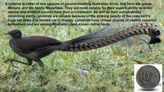 A lyrebird is either of two species of ground-dwelling Australian birds, that form the genus,
Menura, and the family Menuridae. They are most notable for their superb ability to mimic
natural and artificial sounds from their environment. As well as their extraordinary
mimicking ability, lyrebirds are notable because of the striking beauty of the male bird's
huge tail when it is fanned out in display. Lyrebirds have unique plumes of neutral coloured
tailfeathers and are among Australia's best-known native birds.
 