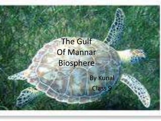 The Gulf 
Of Mannar 
Biosphere 
By Kunal 
Class 9 
 