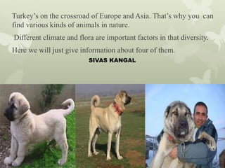 Turkey’s on the crossroad of Europe and Asia. That’s why you can
find various kinds of animals in nature.
Different climate and flora are important factors in that diversity.
Here we will just give information about four of them.
SIVAS KANGAL
 