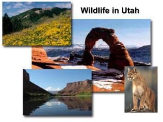 Wildlife in Utah
 