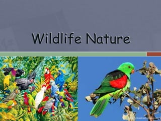 Wildlife Nature




5/22/2012                 http://madrastravels.com/
 