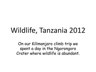 Wildlife, Tanzania 2012
  On our Kilimanjaro climb trip we
   spent a day in the Ngorongoro
 Crater where wildlife is abundant.
 