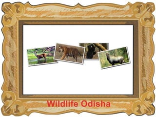 Wildlife Odisha
 