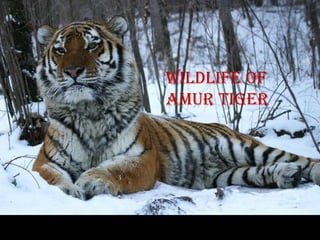 Wildlife of
amur tiger
 