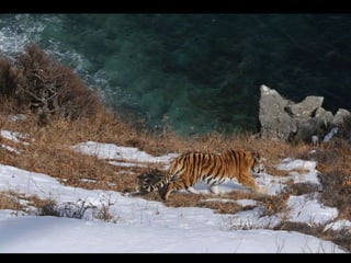 Wildlife of amur tiger
