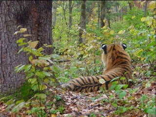 Wildlife of amur tiger