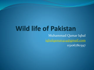 Muhammad Qamar Iqbal
iqbalqamar424@gmail.com
03106780397
 