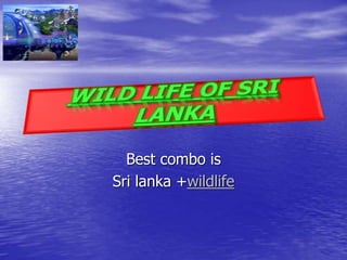 Best combo is
Sri lanka +wildlife
 