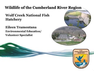 Wildlife of the Cumberland River Region
Wolf Creek National Fish
Hatchery
Eileen Tramontana
Environmental Education/
Volunteer Specialist
 