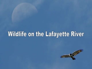 Wildlife on the Lafayette River Wildlife on the Lafayette River 