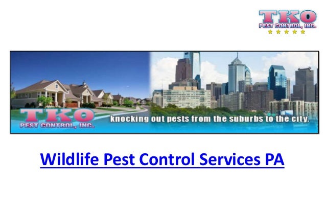 Wildlife Pest Control Services Pa Tko Pest Control Inc