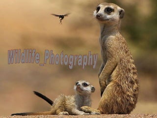 Animals_photography Wildlife_Photography 