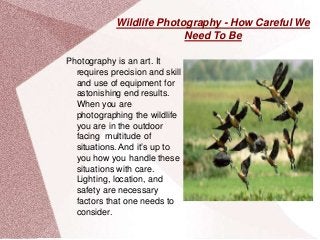 Wildlife Photography - How Careful We
Need To Be
Photography is an art. It
requires precision and skill
and use of equipment for
astonishing end results.
When you are
photographing the wildlife
you are in the outdoor
facing multitude of
situations. And it’s up to
you how you handle these
situations with care.
Lighting, location, and
safety are necessary
factors that one needs to
consider.
 