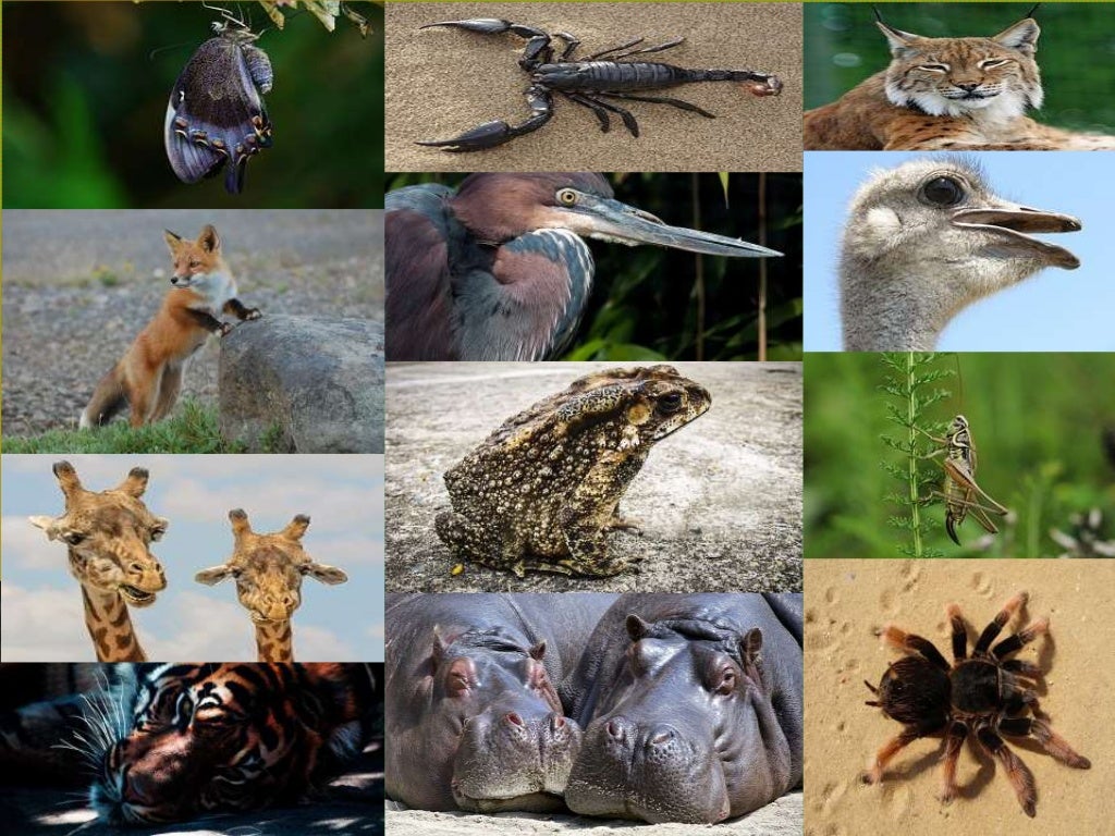 Wildlife Photography Guide