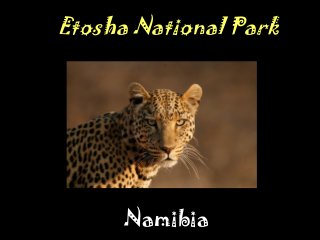 Etosha National Park
Namibia
 