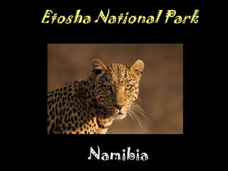 Etosha National Park




            Namibia
   http://www.kruger-2-kalahari.com/photographers-
                 guide-to-etosha.html
 