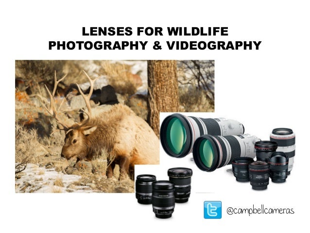 Lenses for Wildlife Photography & Videography