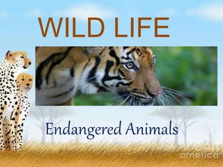 Endangered Animals
WILD LIFE
 