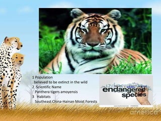 8 Most Endangered Animals - All About Wildlife