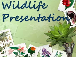 Wildlife
Presentation
 