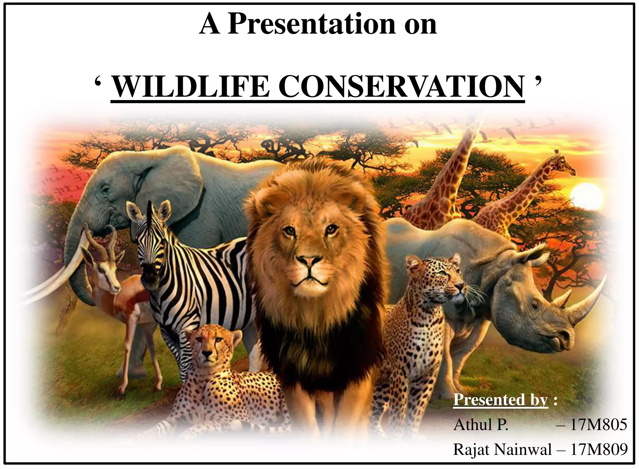 Wildlife presentation | PDF
