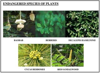 CYCAS BEDDOMEI RED SANDALWOOD
BAOBAB BERBERIS DECALEPIS HAMILTONII
ENDANGERED SPECIES OF PLANTS
 