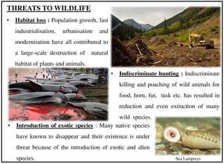 • Habitat loss : Population growth, fast
industrialisation, urbanisation and
modernisation have all contributed to
a large-scale destruction of natural
habitat of plants and animals.
THREATS TO WILDLIFE
• Indiscriminate hunting : Indiscriminate
killing and poaching of wild animals for
food, horn, fur, tusk etc. has resulted in
reduction and even extinction of many
wild species.
• Introduction of exotic species : Many native species
have known to disappear and their existence is under
threat because of the introduction of exotic and alien
species. Sea Lampreys
 