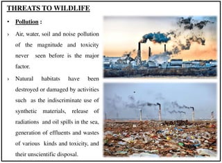 • Pollution :
› Air, water, soil and noise pollution
of the magnitude and toxicity
never seen before is the major
factor.
› Natural habitats have been
destroyed or damaged by activities
such as the indiscriminate use of
synthetic materials, release of
radiations and oil spills in the sea,
generation of effluents and wastes
of various kinds and toxicity, and
their unscientific disposal.
THREATS TO WILDLIFE
 