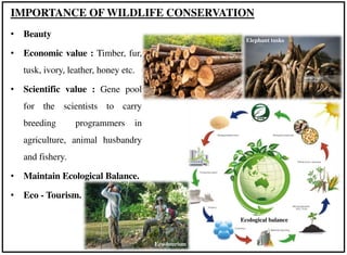 • Beauty
• Economic value : Timber, fur,
tusk, ivory, leather, honey etc.
• Scientific value : Gene pool
for the scientists to carry
breeding programmers in
agriculture, animal husbandry
and fishery.
• Maintain Ecological Balance.
• Eco - Tourism.
IMPORTANCE OF WILDLIFE CONSERVATION
Elephant tusks
Ecological balance
Eco-tourism
 