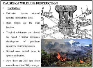 CAUSES OF WILDLIFE DESTRUCTION
• Habitat loss
› Extensive human demand
resulted into Habitat Loss.
› Rain forests are the main
habitats.
› Tropical rainforests are cleared
for wood / timber resources,
development of petroleum
resources, mineral resources.
› Second most critical factor in
species extinction.
› Now there are 20% less forest
cover than existed 300 years ago.
 