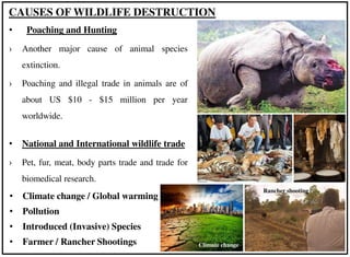 CAUSES OF WILDLIFE DESTRUCTION
• Poaching and Hunting
› Another major cause of animal species
extinction.
› Poaching and illegal trade in animals are of
about US $10 - $15 million per year
worldwide.
• National and International wildlife trade
› Pet, fur, meat, body parts trade and trade for
biomedical research.
• Climate change / Global warming
• Pollution
• Introduced (Invasive) Species
• Farmer / Rancher Shootings
Rancher shooting
Climate change
 