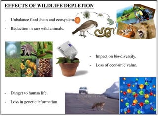 EFFECTS OF WILDLIFE DEPLETION
- Unbalance food chain and ecosystem.
- Reduction in rare wild animals.
- Impact on bio-diversity.
- Loss of economic value.
- Danger to human life.
- Loss in genetic information.
 