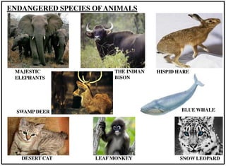 MAJESTIC
ELEPHANTS
SNOW LEOPARD
SWAMP DEER
DESERT CAT LEAF MONKEY
ENDANGERED SPECIES OF ANIMALS
THE INDIAN
BISON
HISPID HARE
BLUE WHALE
 