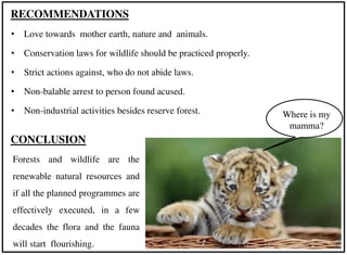 Wildlife presentation