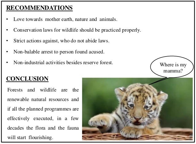 Wildlife presentation