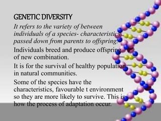 GENETICDIVERSITY
It refers to the variety of between
individuals of a species- characteristics
passed down from parents to offspring.
Individuals breed and produce offspring
of new combination.
It is for the survival of healthy population
in natural communities.
Some of the species have the
characteristics, favourable t environment
so they are more likely to survive. This is
how the process of adaptation occur.
 