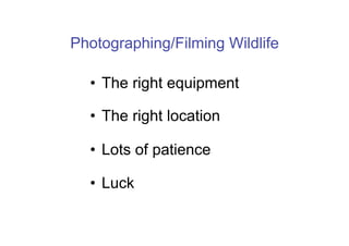 Photographing/Filming Wildlife

  •  The right equipment

  •  The right location

  •  Lots of patience

  •  Luck
 