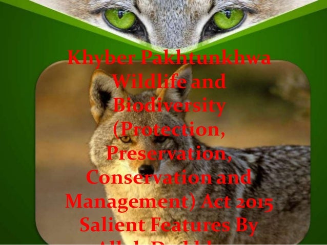 Wild Cd Protector ??? ?????????